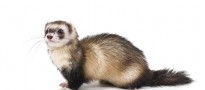 shutterstock_51908383