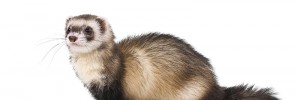 shutterstock_51908383