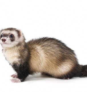 shutterstock_51908383